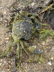 Carcinus maenas