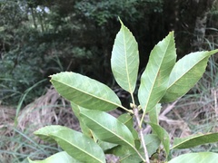 Quercus morii