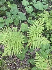 Athyriaceae