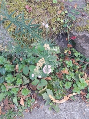 Linaria repens