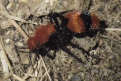 Dasymutilla occidentalis