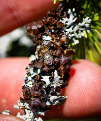 Tuckermanopsis sepincola