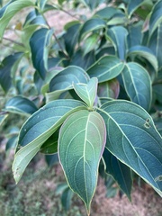 Magnoliopsida