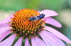 Megachile campanulae