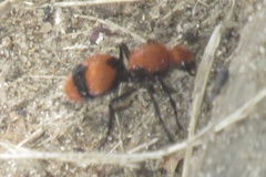 Dasymutilla occidentalis