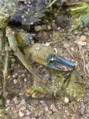 Carcinus maenas