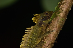 Crowned Forest Dragon photo 4