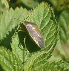 Piezodorus lituratus
