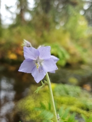 Polemonium acutiflorum