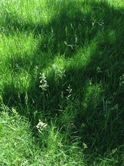 Festuca