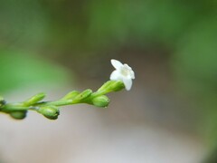 Verbena urticifolia
