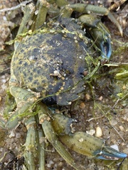 Carcinus maenas