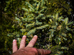 Picea mariana