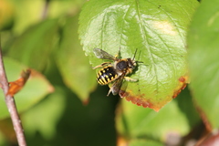 Anthidium manicatum