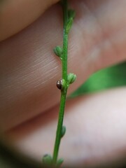 Verbena urticifolia