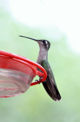 Lampornis clemenciae