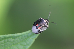 Cosmopepla lintneriana