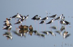 Himantopus mexicanus