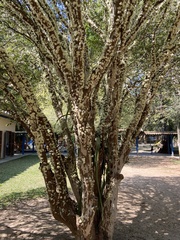 Plinia cauliflora