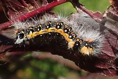 Acronicta psi