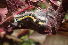 Acronicta psi