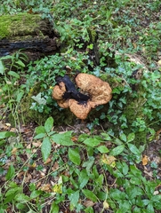 Cerioporus squamosus