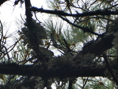 Sitta canadensis