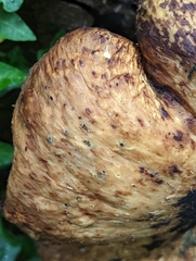 Cerioporus squamosus