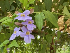 Thunbergia