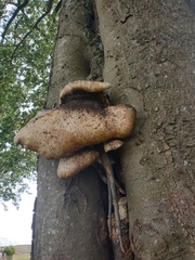 Cerioporus squamosus