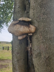 Cerioporus squamosus