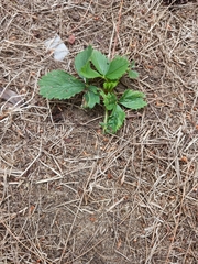 Fragaria × ananassa