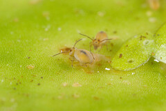 Sminthurides aquaticus