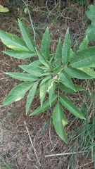Sambucus ebulus