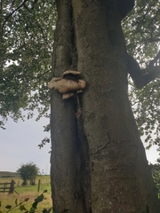 Cerioporus squamosus