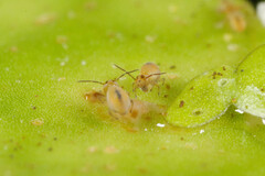 Sminthurides aquaticus