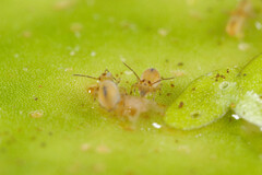 Sminthurides aquaticus