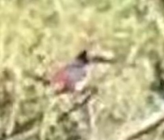 Pteroglossus torquatus