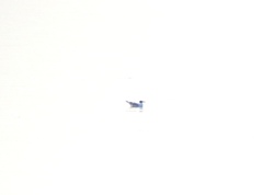 Ichthyaetus ichthyaetus