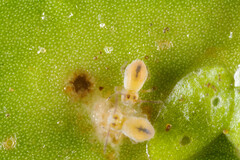 Sminthurides aquaticus