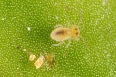 Sminthurides aquaticus