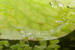 Sminthurides aquaticus