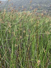 Schoenoplectus californicus