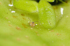 Sminthurides aquaticus