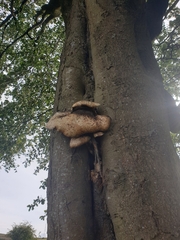 Cerioporus squamosus