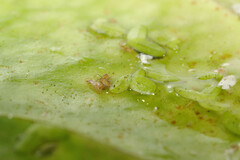 Sminthurides aquaticus