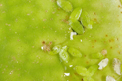 Sminthurides aquaticus