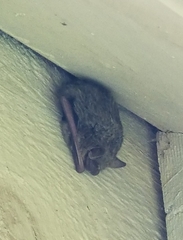 Perimyotis subflavus