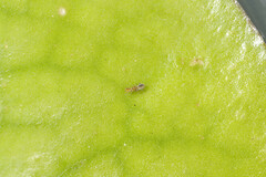 Sminthurides aquaticus