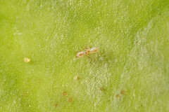 Sminthurides aquaticus